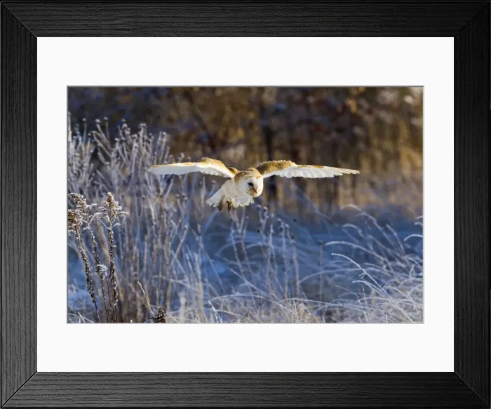 Framed Print : Picture No. 10887072 Framed Print : Picture No. 10887072