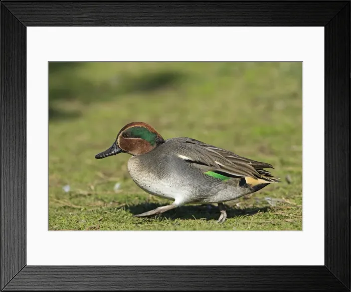 Framed Print : Picture No. 10887074 Framed Print : Picture No. 10887074