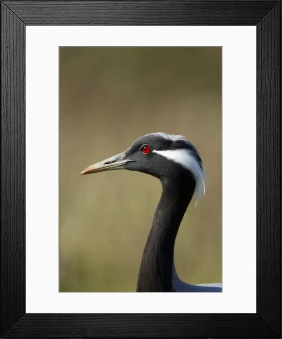 Framed Print : Picture No. 10887076 Framed Print : Picture No. 10887076