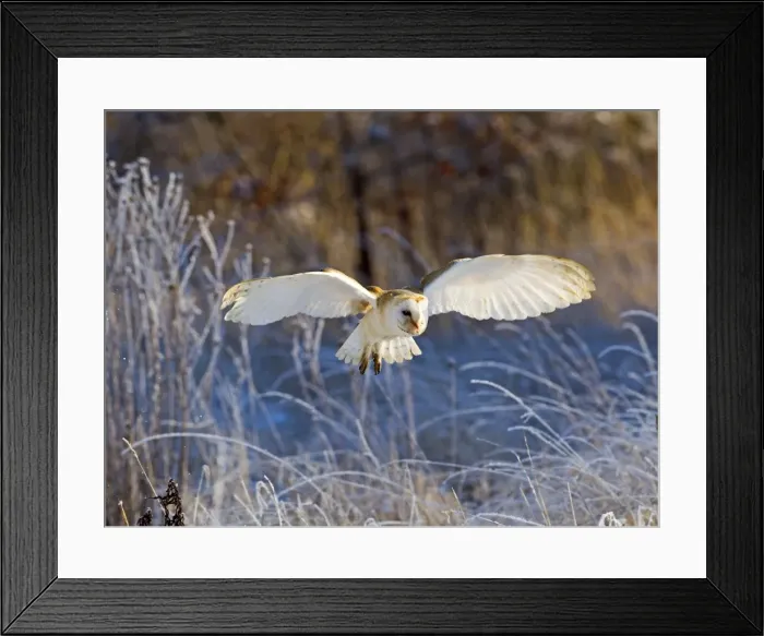Framed Print : Picture No. 10887070 Framed Print : Picture No. 10887070