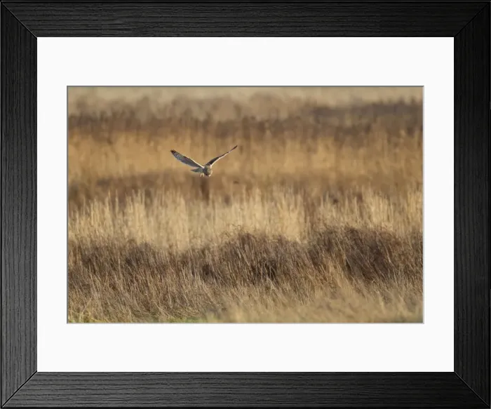 Framed Print : Picture No. 10887077