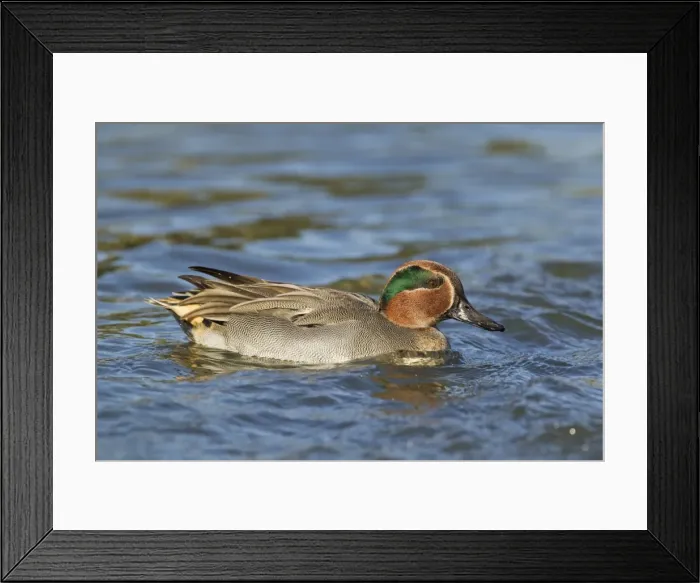 Framed Print : Picture No. 10887075 Framed Print : Picture No. 10887075