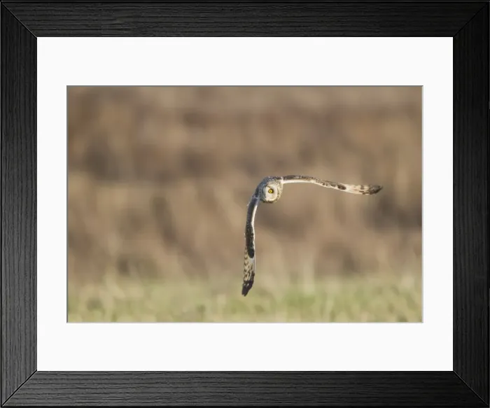 Framed Print : Picture No. 10887081 Framed Print : Picture No. 10887081
