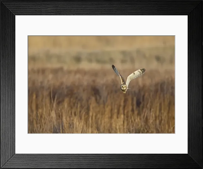 Framed Print : Picture No. 10887078 Framed Print : Picture No. 10887078