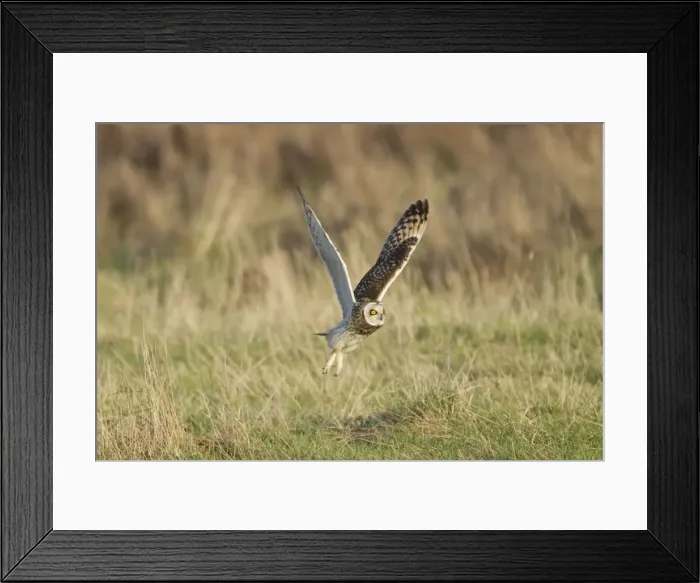 Framed Print : Picture No. 10887080 Framed Print : Picture No. 10887080