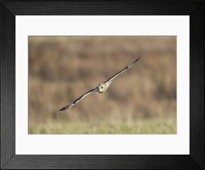 Framed Print : Picture No. 10887082 Framed Print : Picture No. 10887082