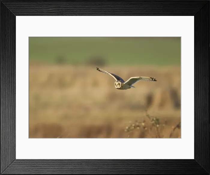 Framed Print : Picture No. 10887079 Framed Print : Picture No. 10887079