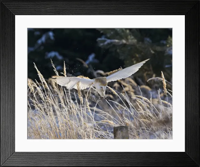 Framed Print : Picture No. 10887073 Framed Print : Picture No. 10887073