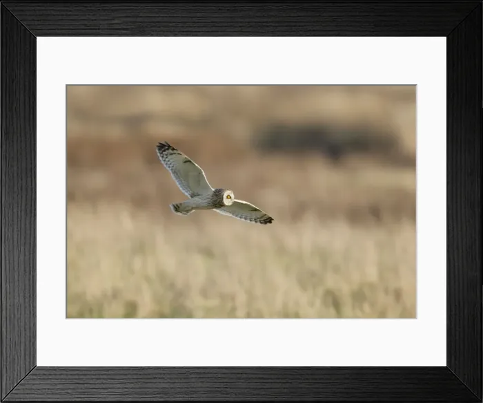 Framed Print : Picture No. 10887084
