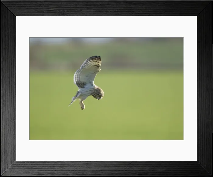 Framed Print : Picture No. 10887083 Framed Print : Picture No. 10887083
