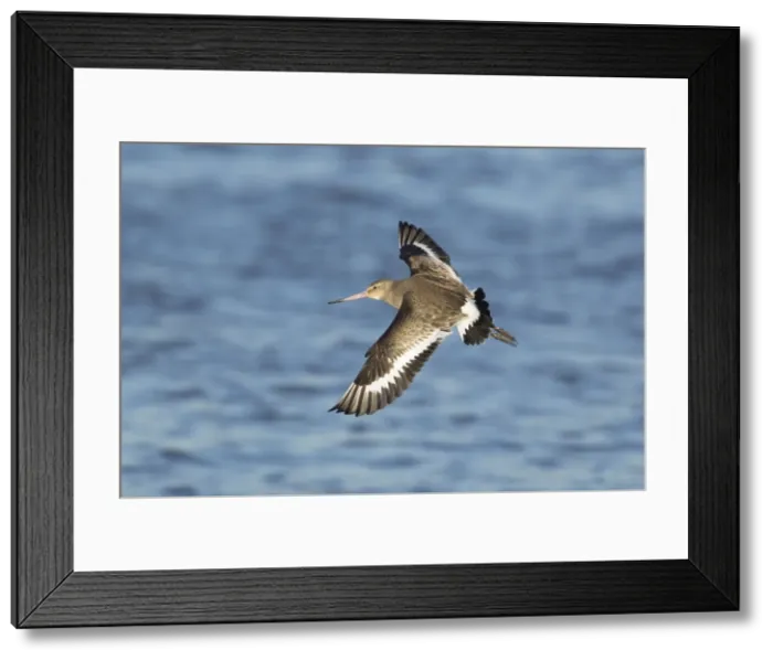 Framed Print : Picture No. 10887089