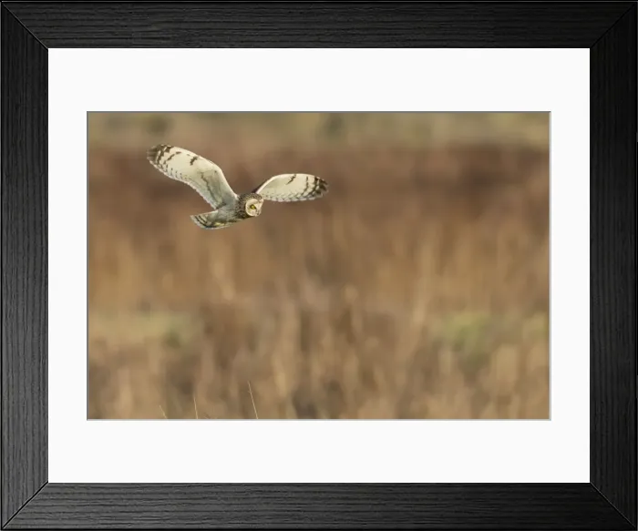 Framed Print : Picture No. 10887086