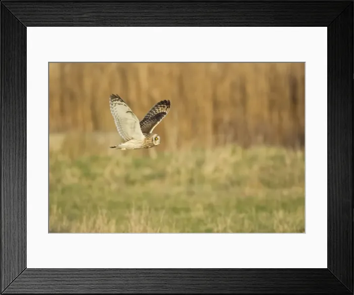 Framed Print : Picture No. 10887085 Framed Print : Picture No. 10887085