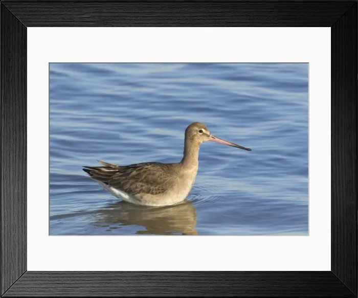 Framed Print : Picture No. 10887091 Framed Print : Picture No. 10887091