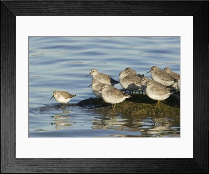 Framed Print : Picture No. 10887092 Framed Print : Picture No. 10887092