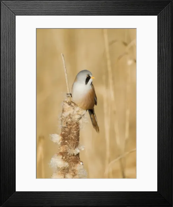 Framed Print : Picture No. 10887096 Framed Print : Picture No. 10887096
