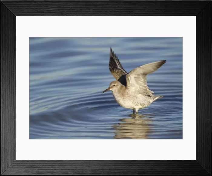 Framed Print : Picture No. 10887093 Framed Print : Picture No. 10887093