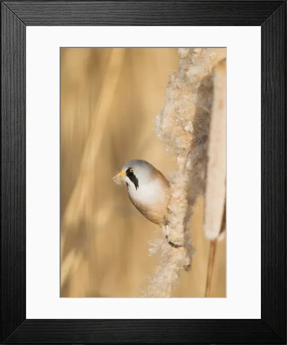 Framed Print : Picture No. 10887098 Framed Print : Picture No. 10887098