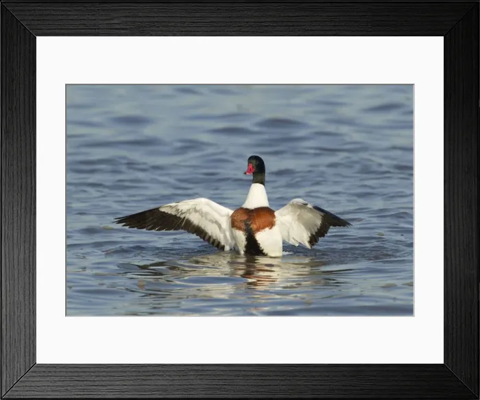Framed Print : Picture No. 10887094 Framed Print : Picture No. 10887094