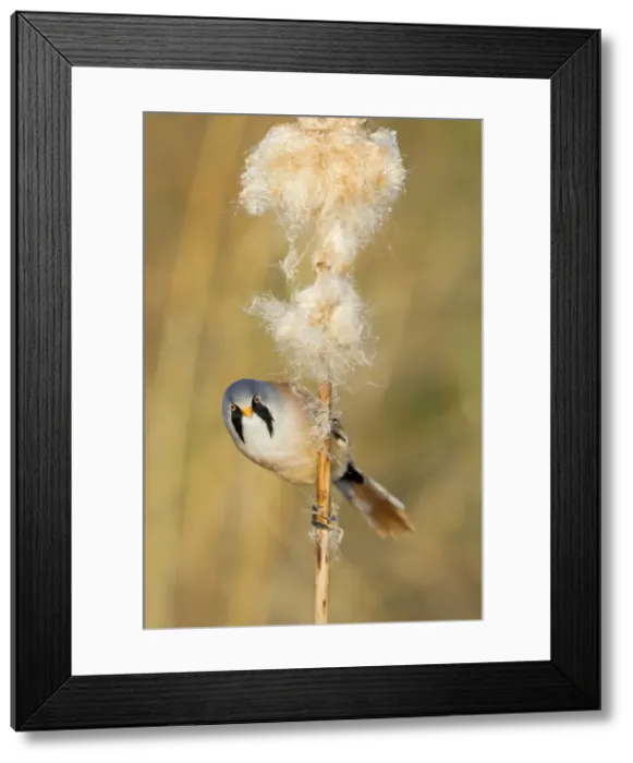 Framed Print : Picture No. 10887100 Framed Print : Picture No. 10887100