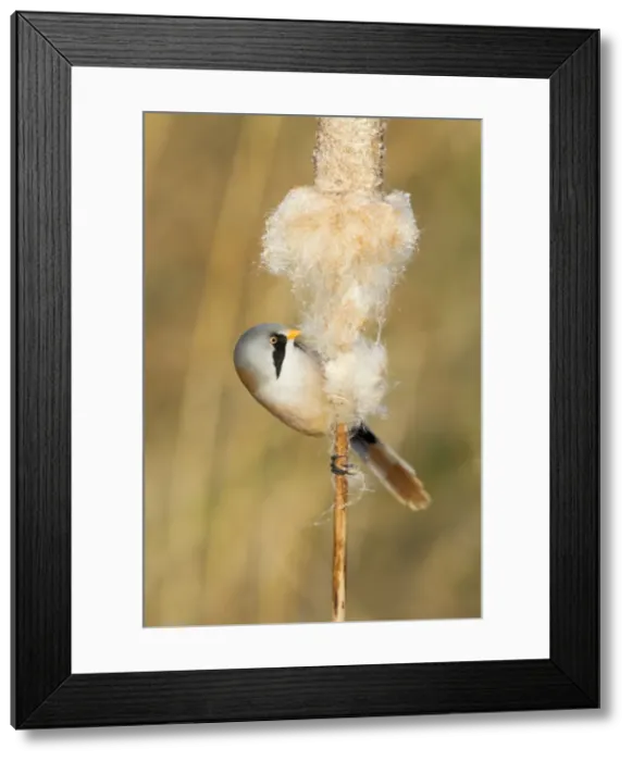Framed Print : Picture No. 10887099 Framed Print : Picture No. 10887099