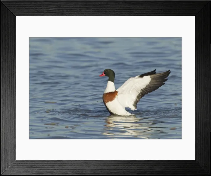 Framed Print : Picture No. 10887095 Framed Print : Picture No. 10887095