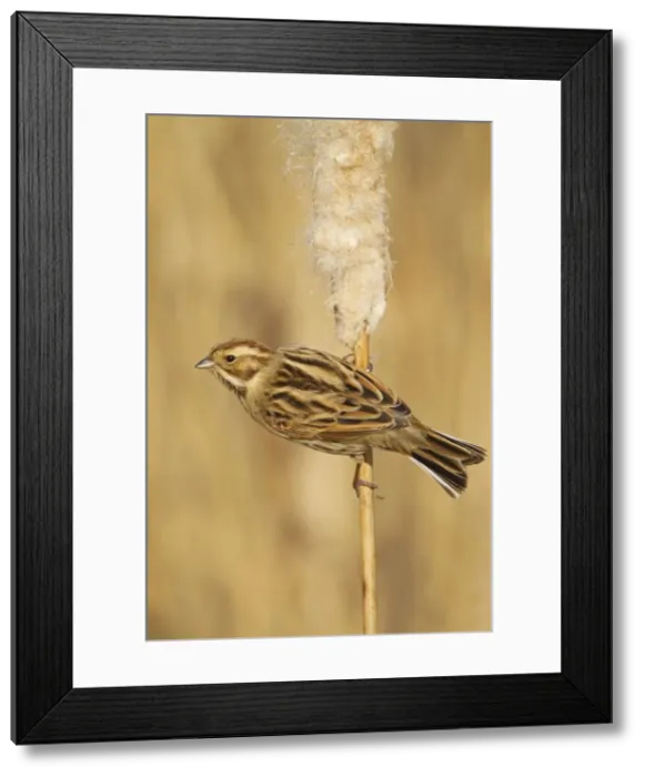 Framed Print : Picture No. 10887101 Framed Print : Picture No. 10887101