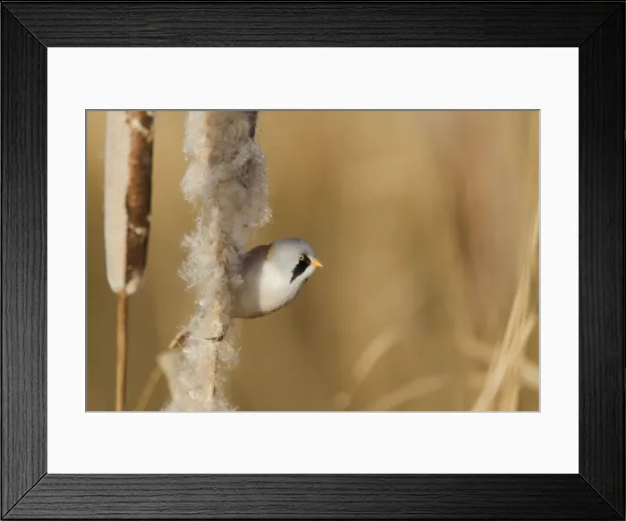 Framed Print : Picture No. 10887097 Framed Print : Picture No. 10887097
