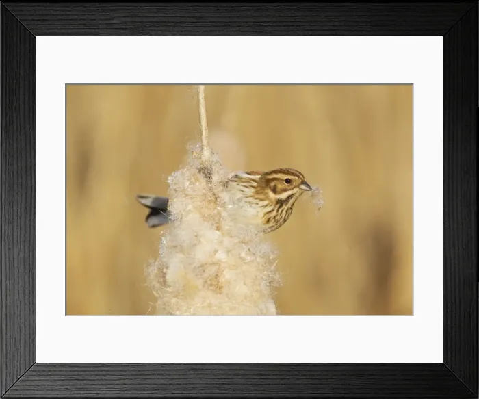 Framed Print : Picture No. 10887102 Framed Print : Picture No. 10887102