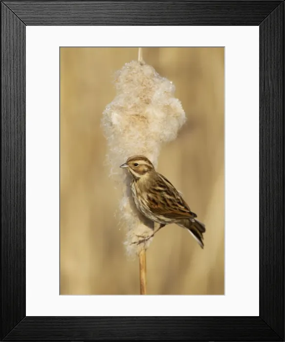 Framed Print : Picture No. 10887104 Framed Print : Picture No. 10887104