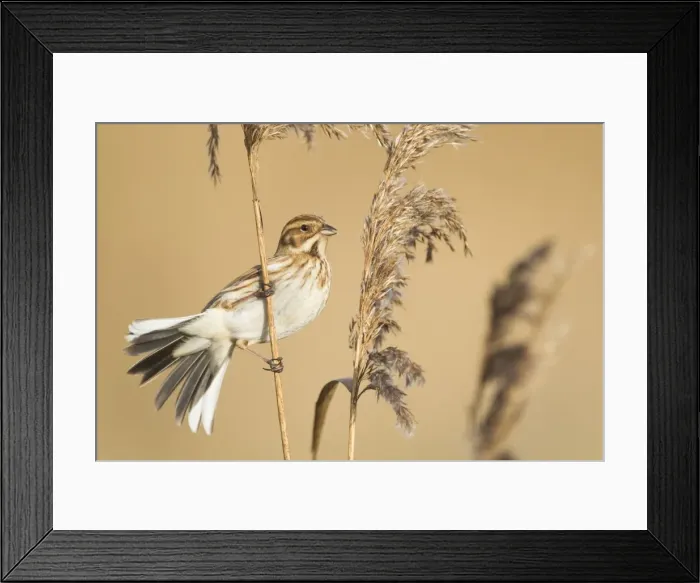 Framed Print : Picture No. 10887105 Framed Print : Picture No. 10887105