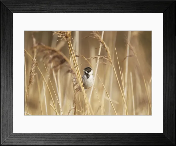 Framed Print : Picture No. 10887106 Framed Print : Picture No. 10887106