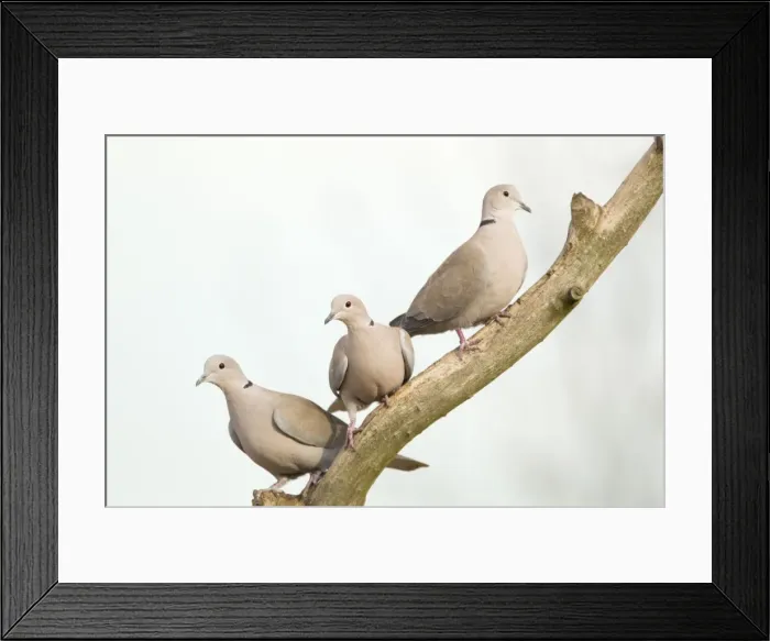 Framed Print : Picture No. 10887107 Framed Print : Picture No. 10887107