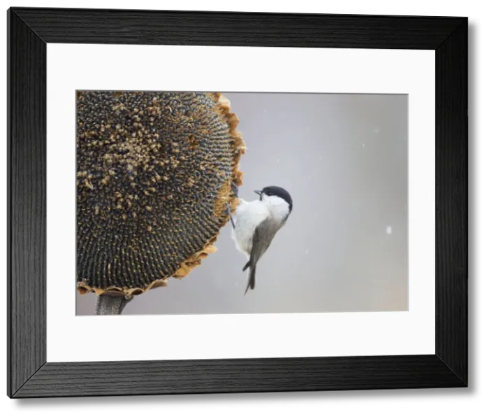 Framed Print : Picture No. 10887110 Framed Print : Picture No. 10887110