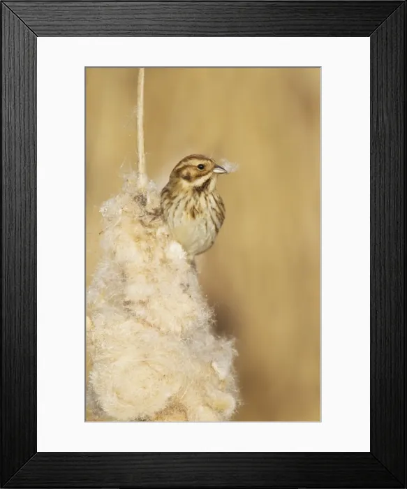 Framed Print : Picture No. 10887103 Framed Print : Picture No. 10887103