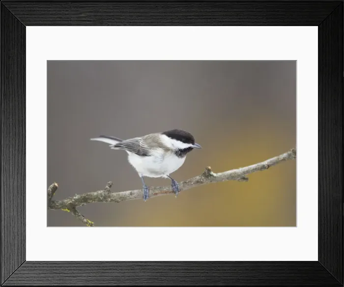 Framed Print : Picture No. 10887111 Framed Print : Picture No. 10887111