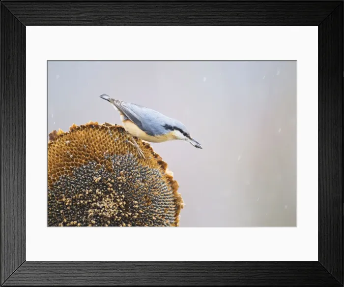 Framed Print : Picture No. 10887114 Framed Print : Picture No. 10887114