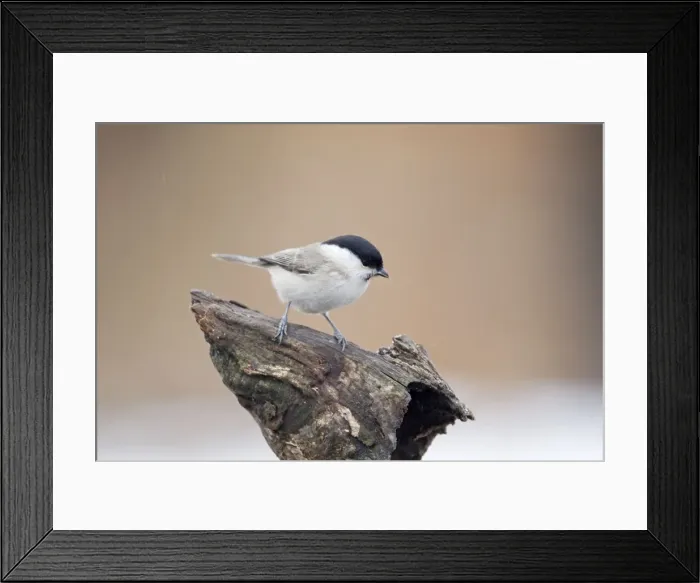 Framed Print : Picture No. 10887109 Framed Print : Picture No. 10887109