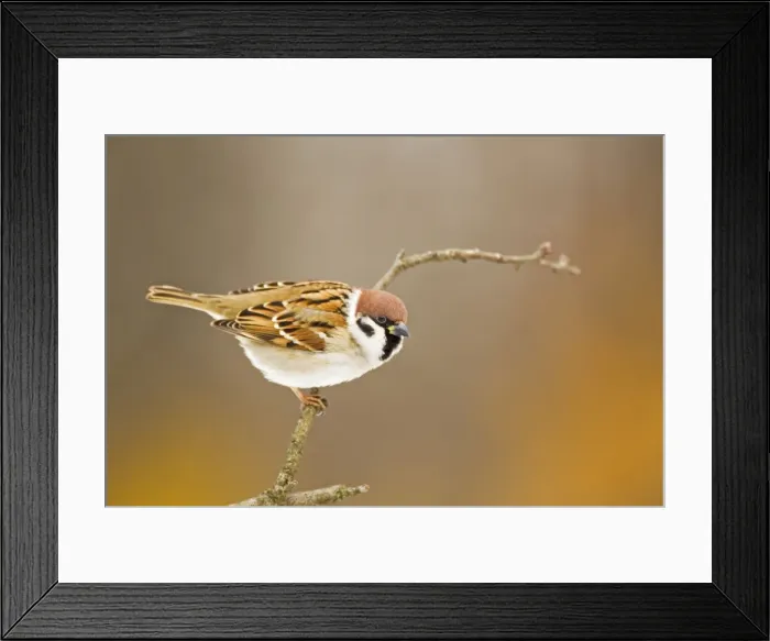 Framed Print : Picture No. 10887112 Framed Print : Picture No. 10887112