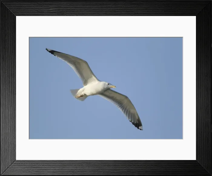 Framed Print : Picture No. 10887117 Framed Print : Picture No. 10887117