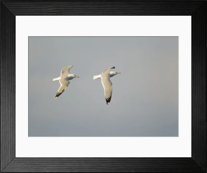 Framed Print : Picture No. 10887118 Framed Print : Picture No. 10887118