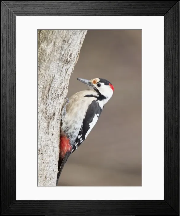 Framed Print : Picture No. 10887113 Framed Print : Picture No. 10887113