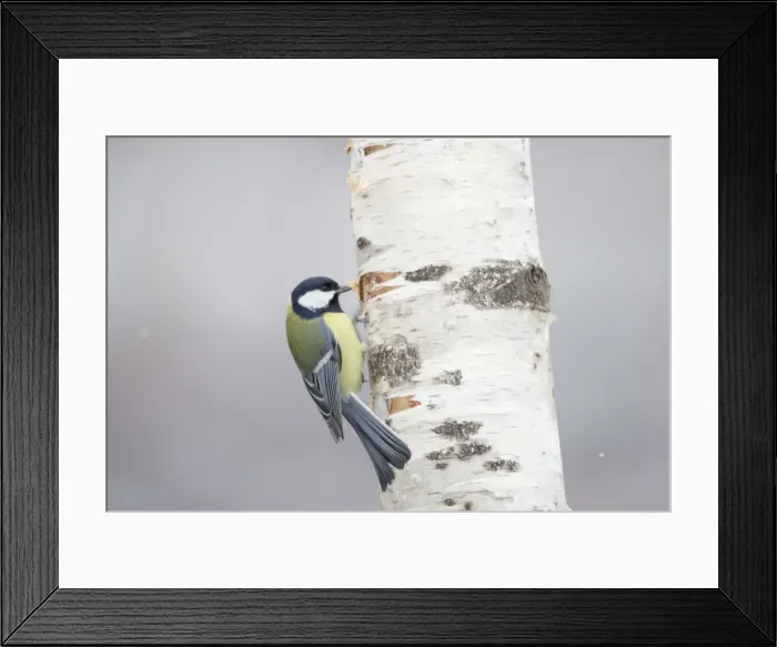 Framed Print : Picture No. 10887119 Framed Print : Picture No. 10887119