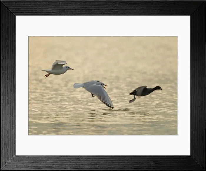 Framed Print : Picture No. 10887115 Framed Print : Picture No. 10887115