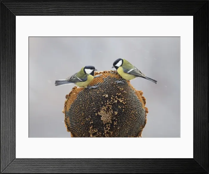 Framed Print : Picture No. 10887121 Framed Print : Picture No. 10887121