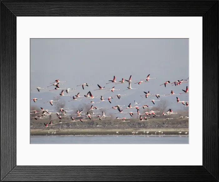Framed Print : Picture No. 10887126 Framed Print : Picture No. 10887126