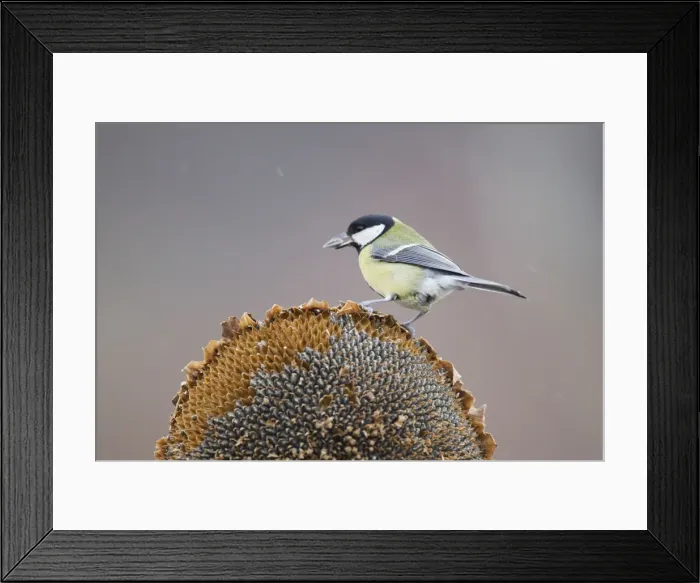 Framed Print : Picture No. 10887123 Framed Print : Picture No. 10887123