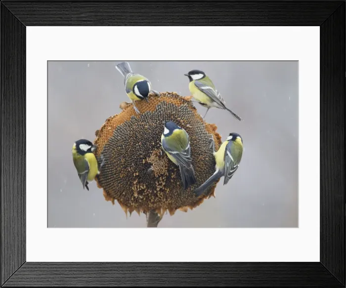 Framed Print : Picture No. 10887122 Framed Print : Picture No. 10887122