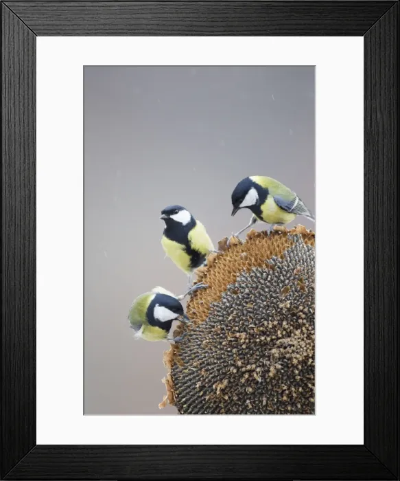 Framed Print : Picture No. 10887120 Framed Print : Picture No. 10887120