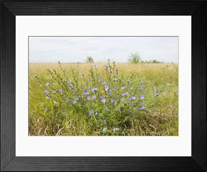 Framed Print : Picture No. 10887134 Framed Print : Picture No. 10887134